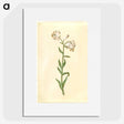 3-13_Maria-Sibylla-Merian_picture