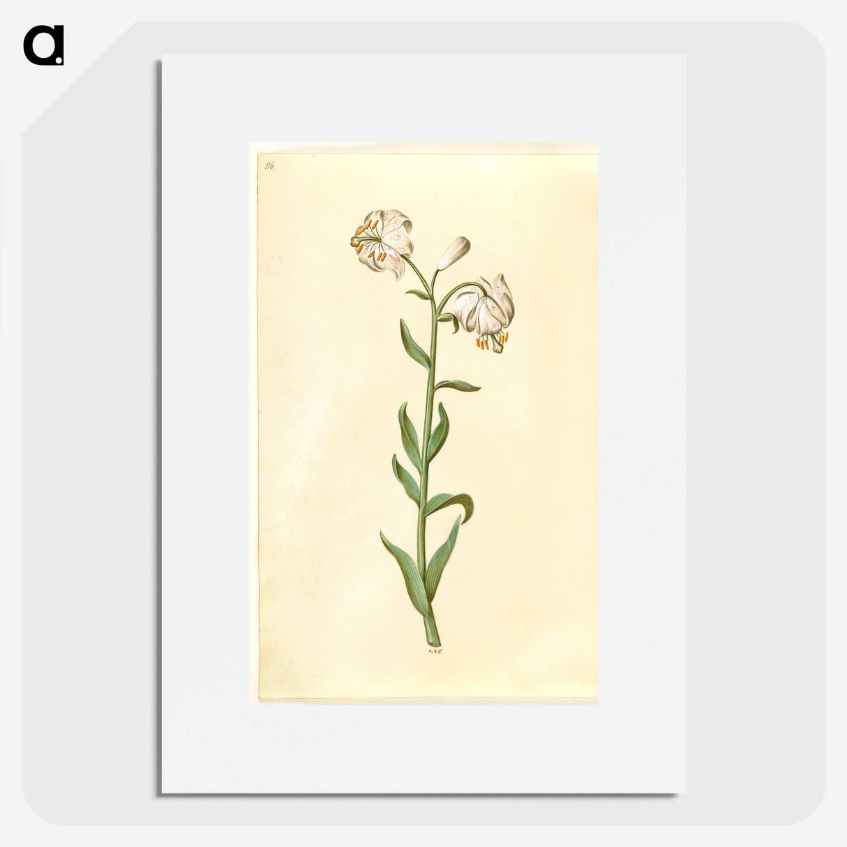 3-13_Maria-Sibylla-Merian_picture