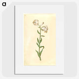3-13_Maria-Sibylla-Merian_picture
