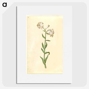 3-13_Maria-Sibylla-Merian_picture