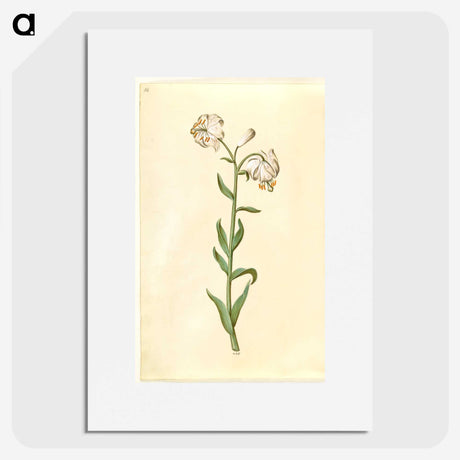 3-13_Maria-Sibylla-Merian_picture