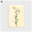 3-13_Maria-Sibylla-Merian_postcard