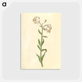 アートポストカード-Lilium Martagon
 - マリア ジビーラ メーリアン Postcard.