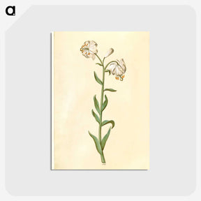 3-13_Maria-Sibylla-Merian_postcard