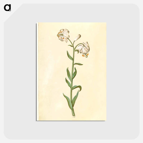 アートポストカード-Lilium Martagon
 - マリア ジビーラ メーリアン Postcard.