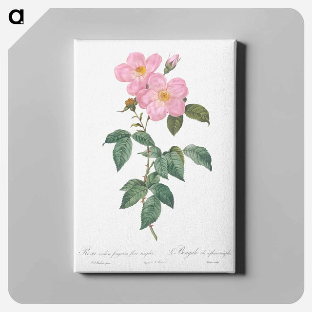 アートパネル-Single Tea-Scented Rose - ピエール ジョゼフ ルドゥーテ Canvas.