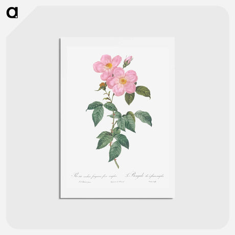 アートポストカード-Single Tea-Scented Rose - ピエール ジョゼフ ルドゥーテ Postcard.