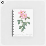 Single Tea-Scented Rose - ピエール ジョゼフ ルドゥーテ Memo.