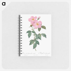 アートメモ帳-Single Tea-Scented Rose - ピエール ジョゼフ ルドゥーテ Memo.