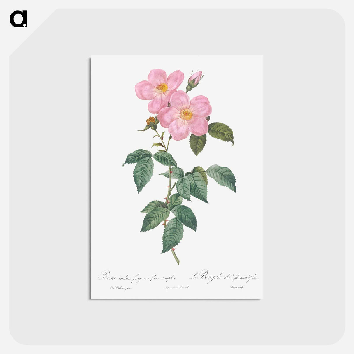 アートポストカード-Single Tea-Scented Rose - ピエール ジョゼフ ルドゥーテ Postcard.