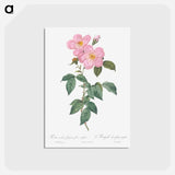 アートポストカード-Single Tea-Scented Rose - ピエール ジョゼフ ルドゥーテ Postcard.