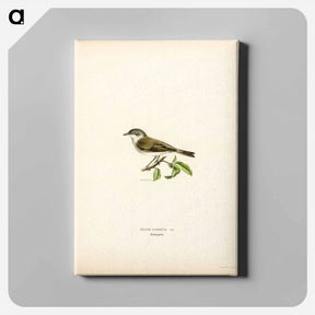 アートパネル-Lesser Whitethroat
 - スヴェンスカ フォグラル Canvas.