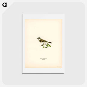 アートポストカード-Lesser Whitethroat
 - スヴェンスカ フォグラル Postcard.