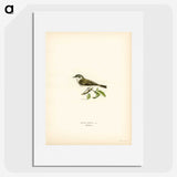 3-13_Svenska-Faglar_picture
