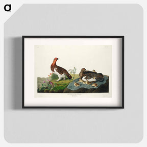 アートポスター-Willow Grouse, or Large Ptarmigan from Birds of America
 - アメリカの鳥たち Poster.