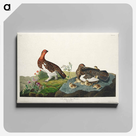 アートパネル-Willow Grouse, or Large Ptarmigan from Birds of America
 - アメリカの鳥たち Canvas.