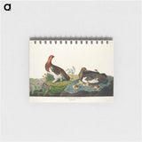 アートメモ帳-Willow Grouse, or Large Ptarmigan from Birds of America
 - アメリカの鳥たち Memo.