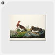 アートポストカード-Willow Grouse, or Large Ptarmigan from Birds of America
 - アメリカの鳥たち Postcard.