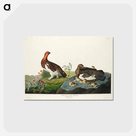 アートポストカード-Willow Grouse, or Large Ptarmigan from Birds of America
 - アメリカの鳥たち Postcard.