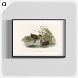 アートポスター-Spotted Water Crake
 - オーストラリアの鳥 Poster.