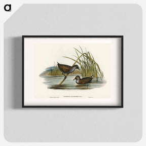 アートポスター-Spotted Water Crake
 - オーストラリアの鳥 Poster.