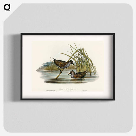 アートポスター-Spotted Water Crake
 - オーストラリアの鳥 Poster.