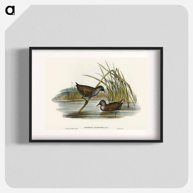 アートポスター-Spotted Water Crake
 - オーストラリアの鳥 Poster.