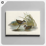 アートパネル-Spotted Water Crake
 - オーストラリアの鳥 Canvas.