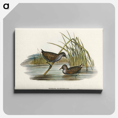 アートパネル-Spotted Water Crake
 - オーストラリアの鳥 Canvas.