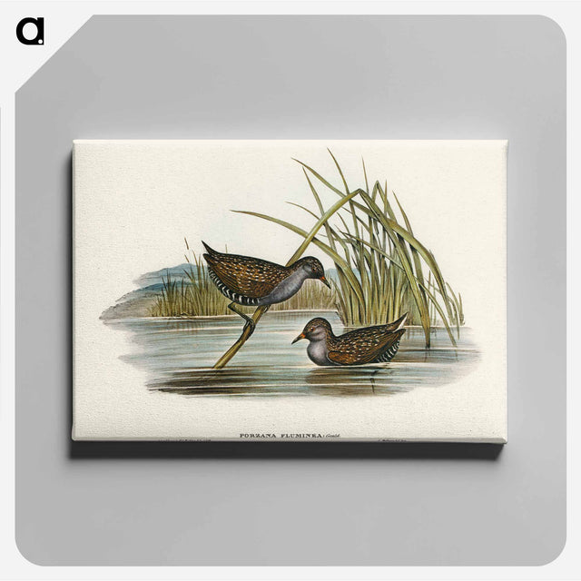 アートパネル-Spotted Water Crake
 - オーストラリアの鳥 Canvas.