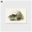 アートポストカード-Spotted Water Crake
 - オーストラリアの鳥 Postcard.