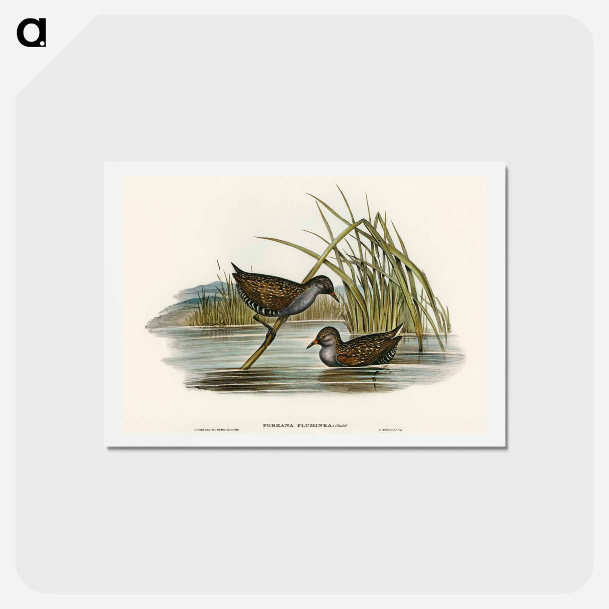 アートポストカード-Spotted Water Crake
 - オーストラリアの鳥 Postcard.