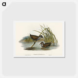 アートポストカード-Spotted Water Crake
 - オーストラリアの鳥 Postcard.