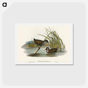 アートポストカード-Spotted Water Crake
 - オーストラリアの鳥 Postcard.