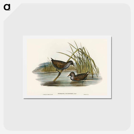 アートポストカード-Spotted Water Crake
 - オーストラリアの鳥 Postcard.