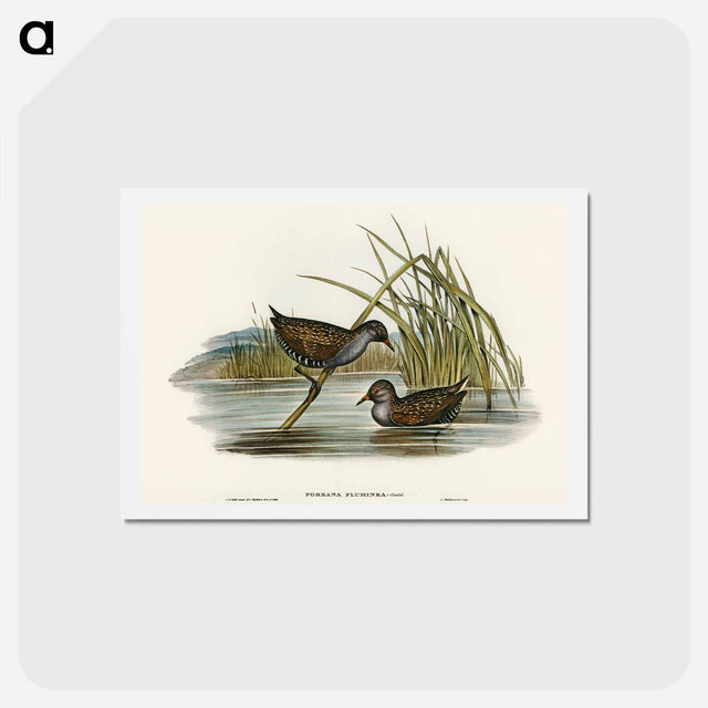 アートポストカード-Spotted Water Crake
 - オーストラリアの鳥 Postcard.