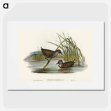 アートポスター-Spotted Water Crake
 - オーストラリアの鳥 Poster.