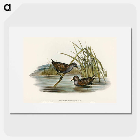 アートポスター-Spotted Water Crake
 - オーストラリアの鳥 Poster.