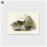 アートポストカード-Spotted Water Crake
 - オーストラリアの鳥 Postcard.
