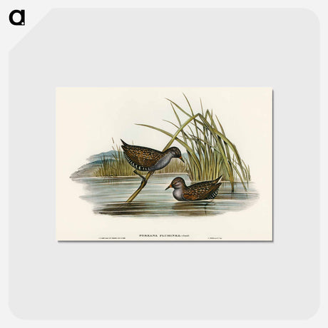 アートポストカード-Spotted Water Crake
 - オーストラリアの鳥 Postcard.