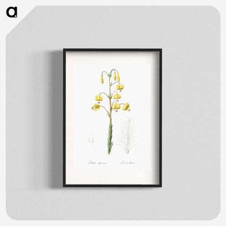 3-13_The-Lilies_blk