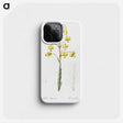 3-13_The-Lilies_phone
