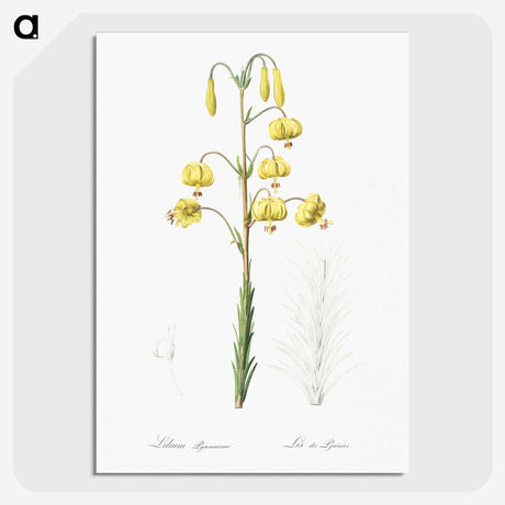 3-13_The-Lilies_picture-crop
