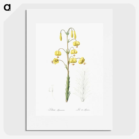 3-13_The-Lilies_picture