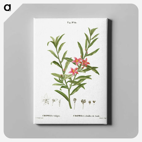3-13_Treatise-on-Trees-and-Shrubs_canvas