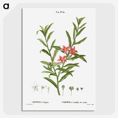 3-13_Treatise-on-Trees-and-Shrubs_picture-crop