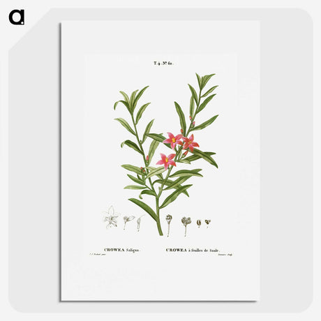 3-13_Treatise-on-Trees-and-Shrubs_picture