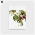 3-13_USDA-Watercolor-Fruit-Painting-Collection_postcard