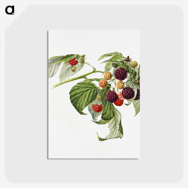 3-13_USDA-Watercolor-Fruit-Painting-Collection_postcard