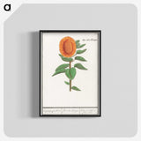 3-14_Anselmus-Boetius-de-Boodt_blk-crop